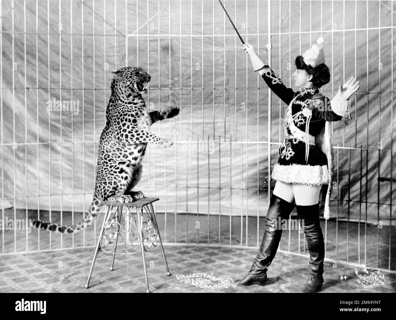 Löwe im käfig mit zähmer -Fotos und -Bildmaterial in hoher Auflösung – Alamy