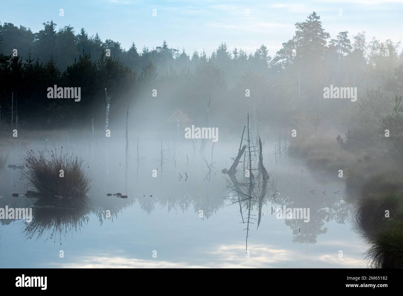 Nebliger Morgen im Wenger Moor, einem Hochmoor im Salzburger Land, Österreich Stockfoto