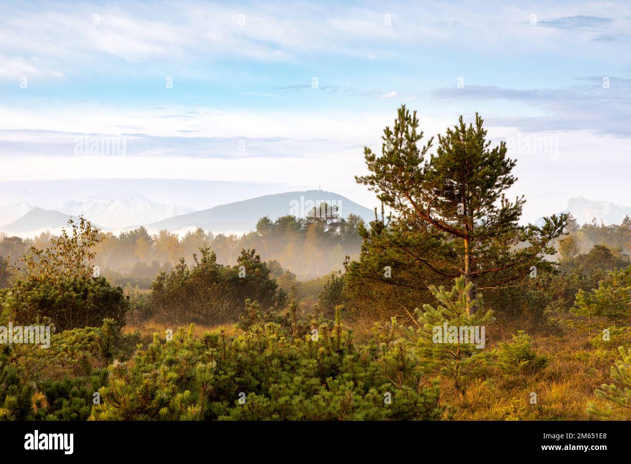 Nebliger Morgen im Wenger Moor, einem Hochmoor im Salzburger Land, Österreich Stockfoto
