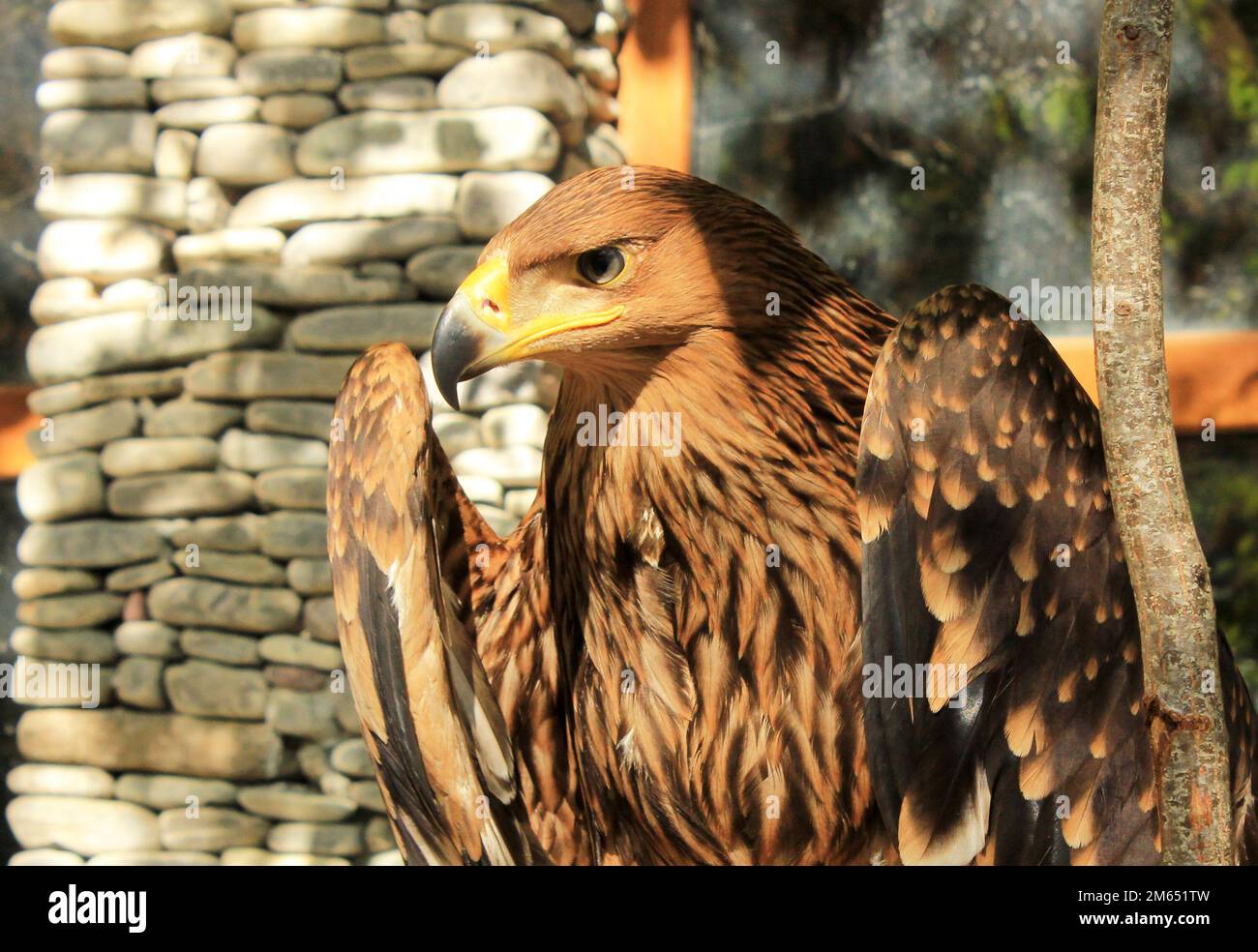 Ein wunderschöner Adler mit einem wilden Look. Stockfoto