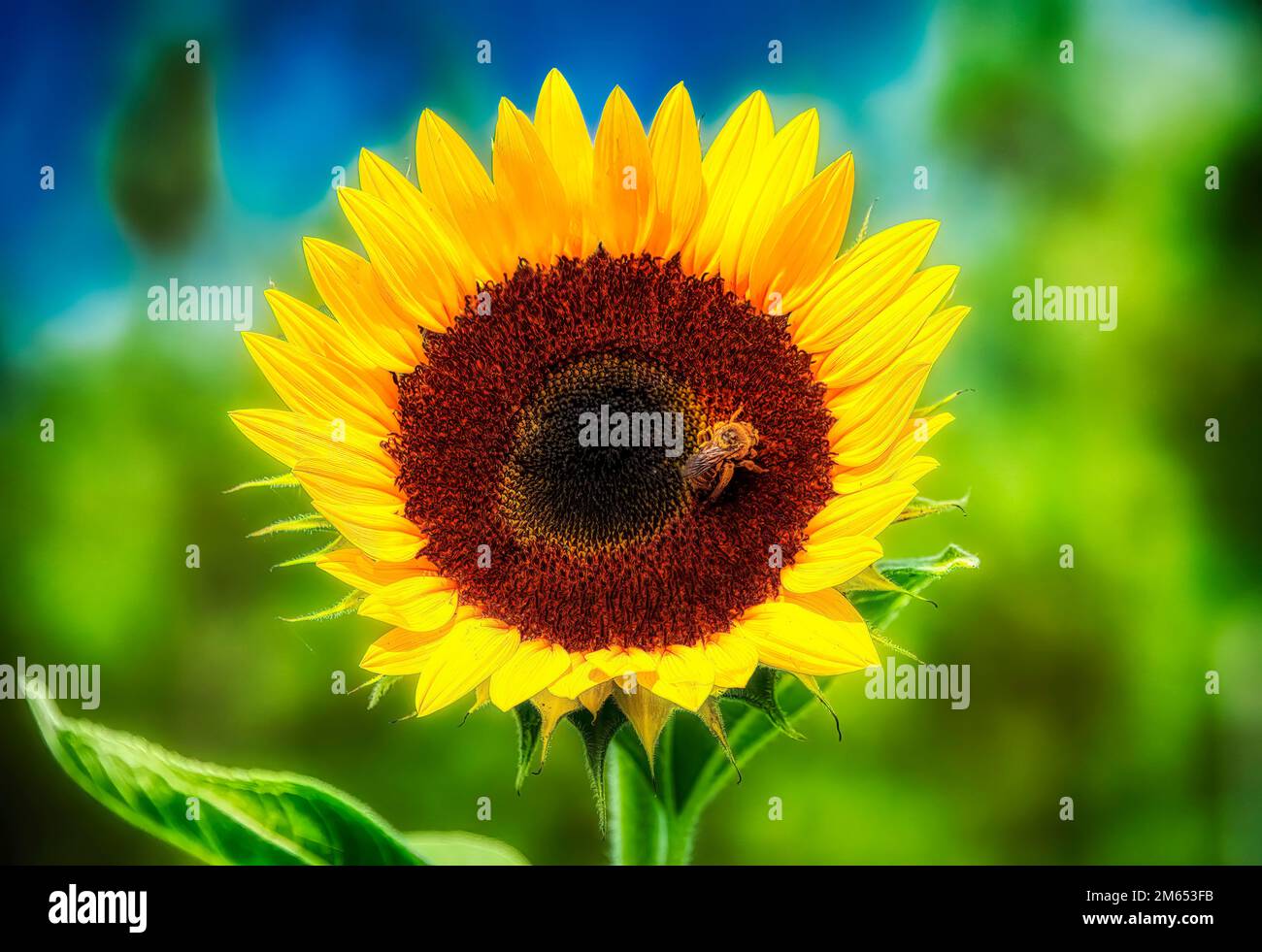 Lebendige Sonnenblumen Nahaufnahme mit Honigbiene Stockfoto