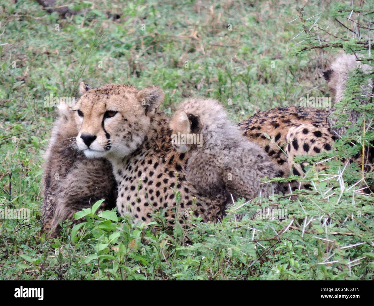 Mutter Gepard mit ihren Jungen im hohen Gras die Savanne in Tansania Ostafrika Stockfoto