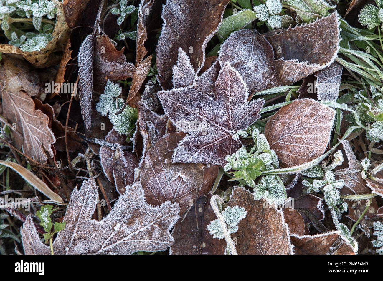 Frost auf Winterblättern auf dem Waldboden Stockfoto