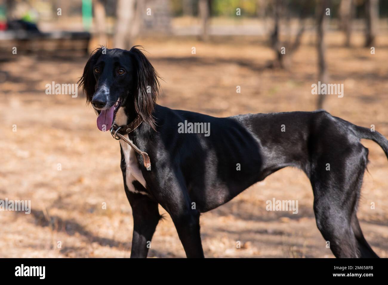 Tazy. Greyhound Walking in Zentralasien im Herbst. Stockfoto