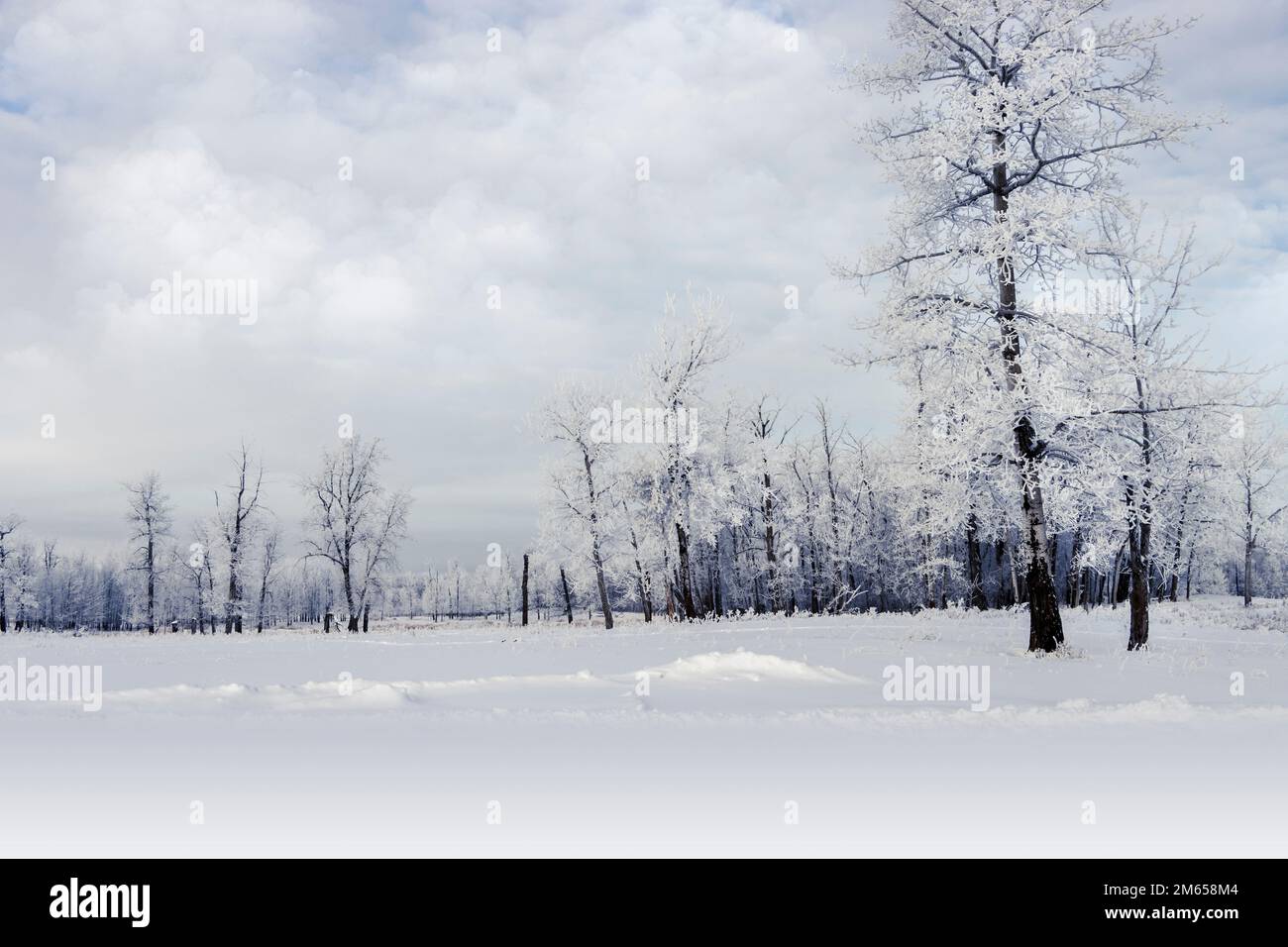 Weiße Bäume, bedeckt mit heißem Frost und bewölktem Himmel Stockfoto