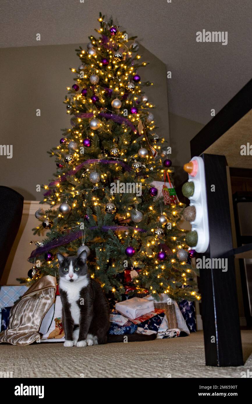 Katze sitzt vor einem beleuchteten Weihnachtsbaum zu Hause Stockfoto