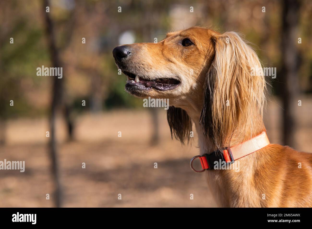 Tazy. Greyhound Walking in Zentralasien im Herbst. Stockfoto