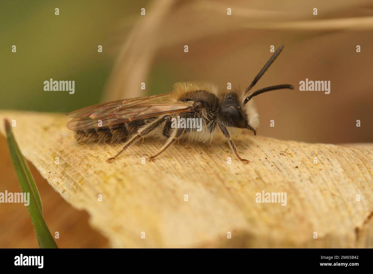 Detaillierte Nahaufnahme eines Mannes von Clarkes Bergbaubiene, Andrena Clarkella Stockfoto