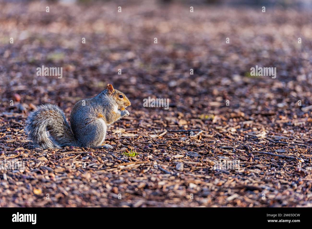 Eichhörnchen im Central Park in New York, NYC, USA. Stockfoto
