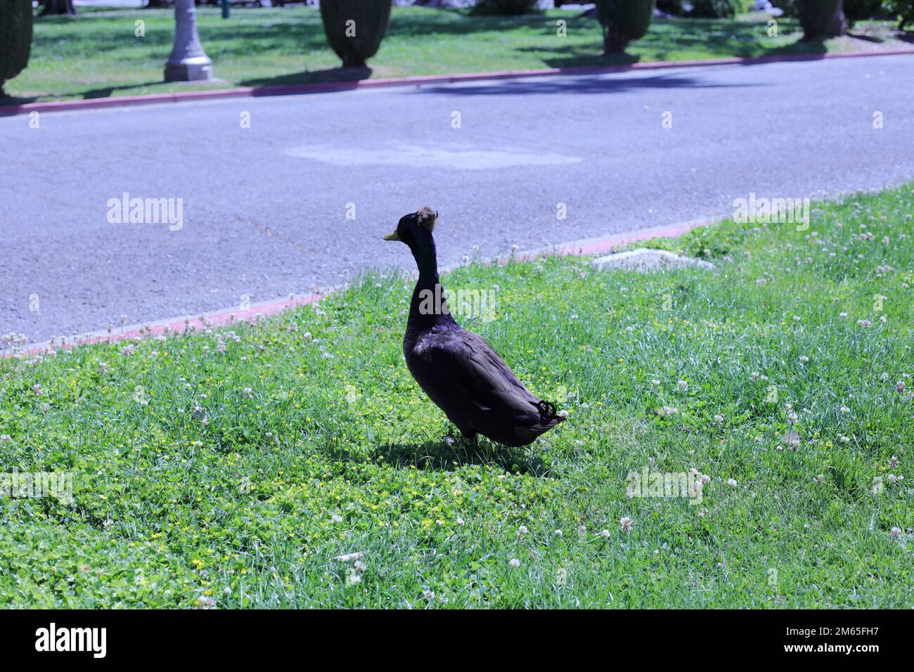 Eine Ente spaziert gern in einem Park an einem sonnigen Tag Stockfoto