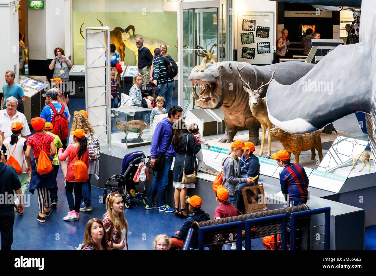 LONDON, GROSSBRITANNIEN - 22. MAI 2014: Dies ist ein Fragment der Ausstellung in der Halle der Säugetiere im Museum of Natural History. Stockfoto