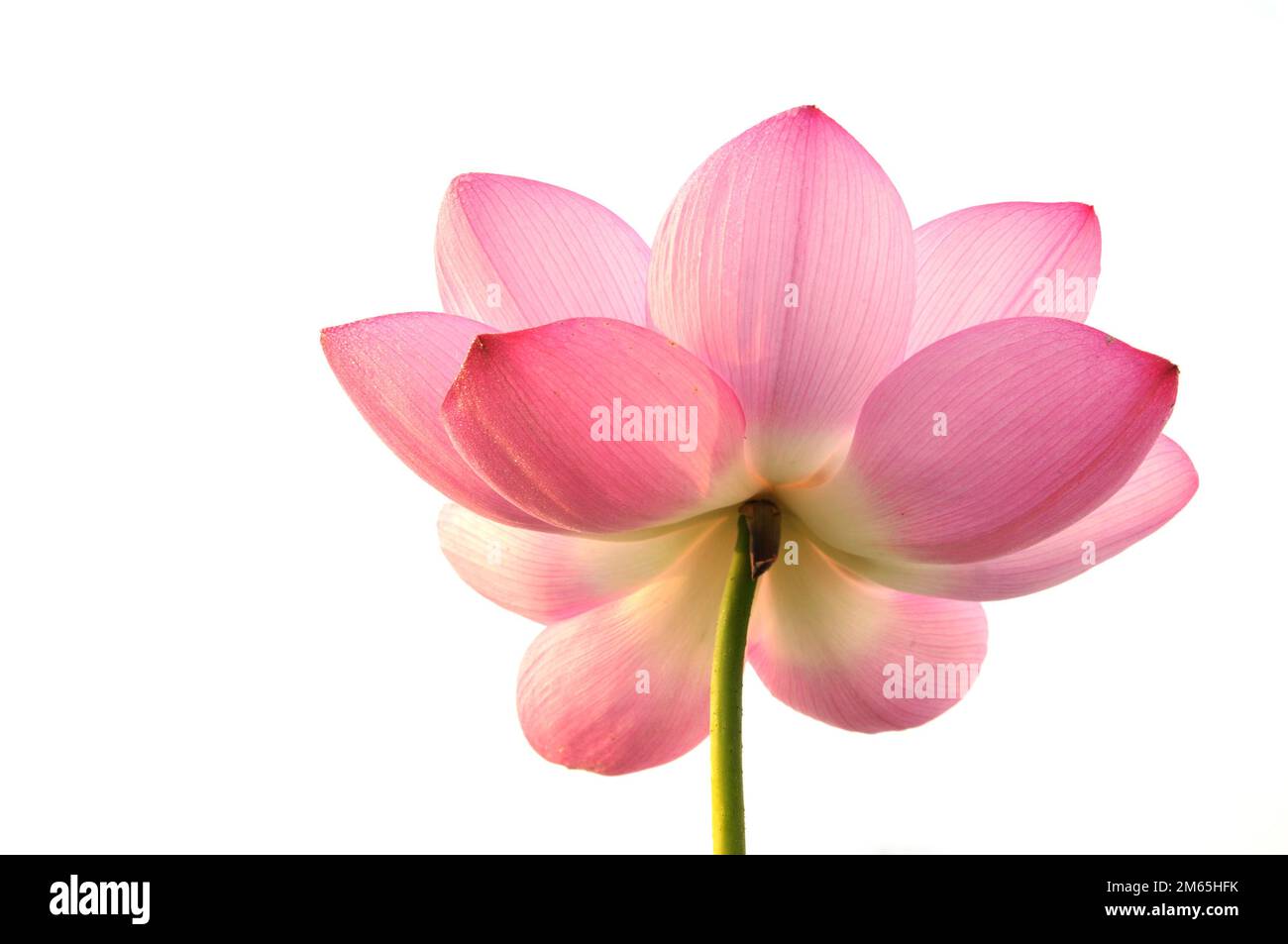 Blühende Lotusblumen im Teich Stockfoto