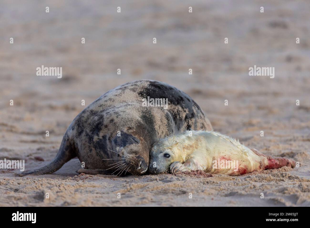 Graue Robbe (Halichoerus grypus) Mutter, die sich mit neugeborenem Welpen am Strand verbindet Stockfoto
