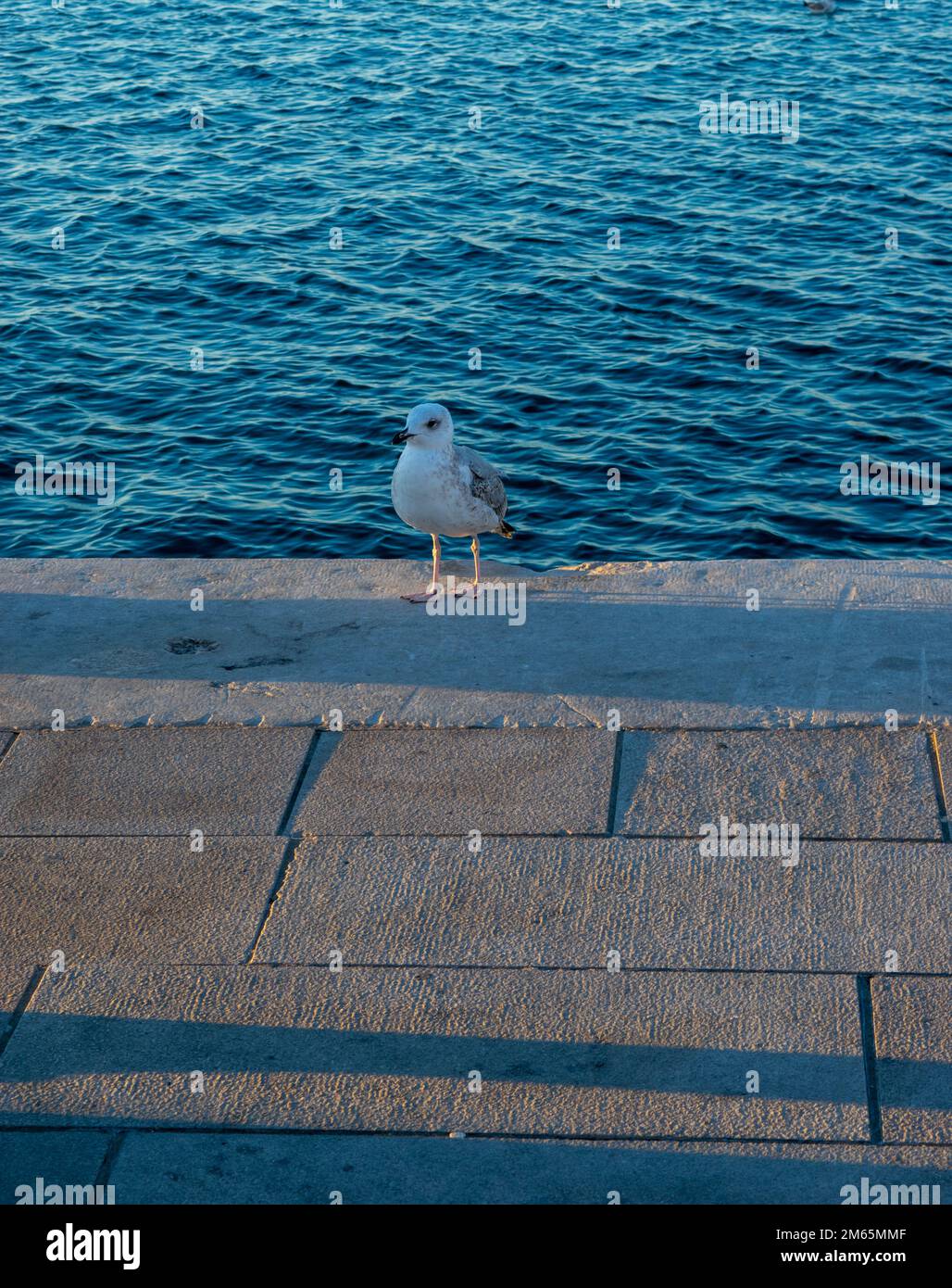 Möwe als gutes Fotomodel. Stockfoto