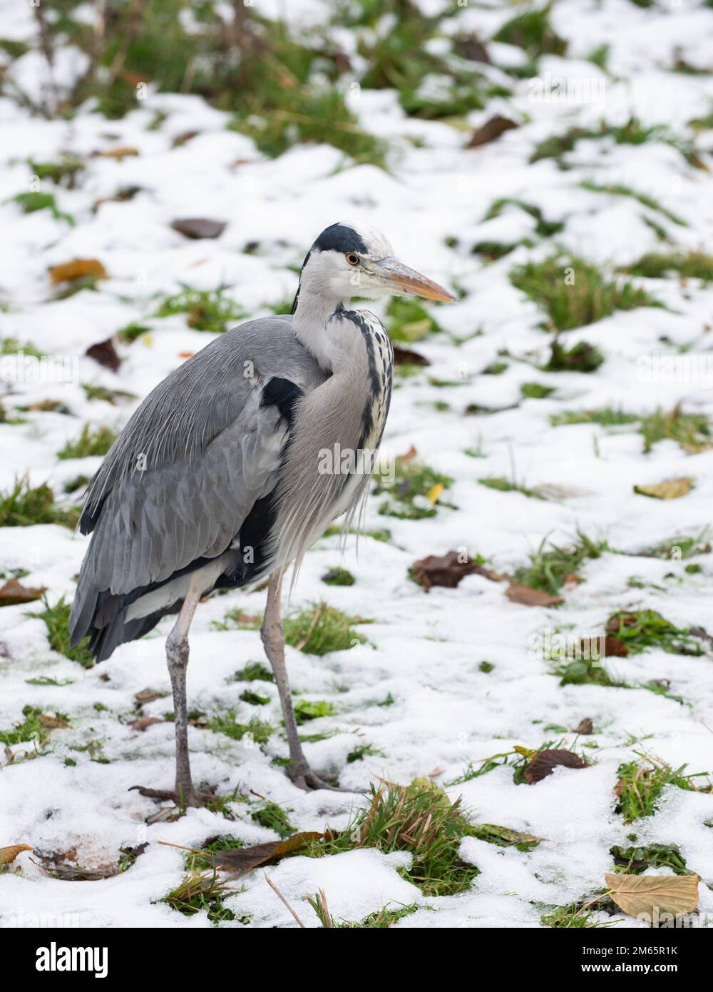 Erwachsener Graureiher, Ardea cinerea, im Winterschnee, Regent's Park, London, Vereinigtes Königreich Stockfoto