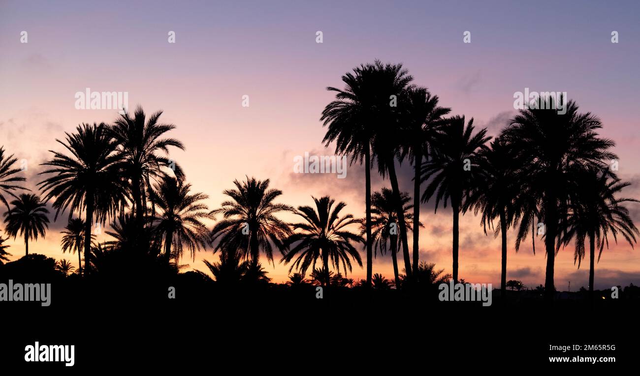 Skyline voller Palmen bei Sonnenuntergang Stockfoto