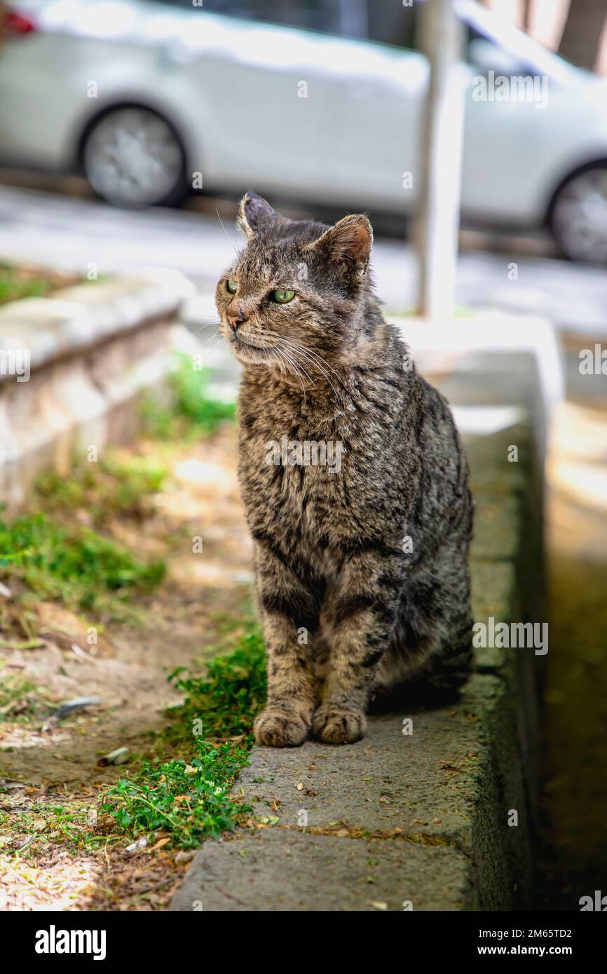 Katze Stockfoto