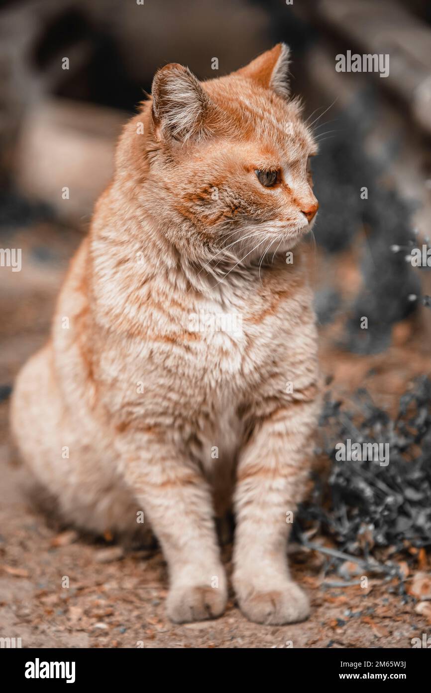 Katze Stockfoto