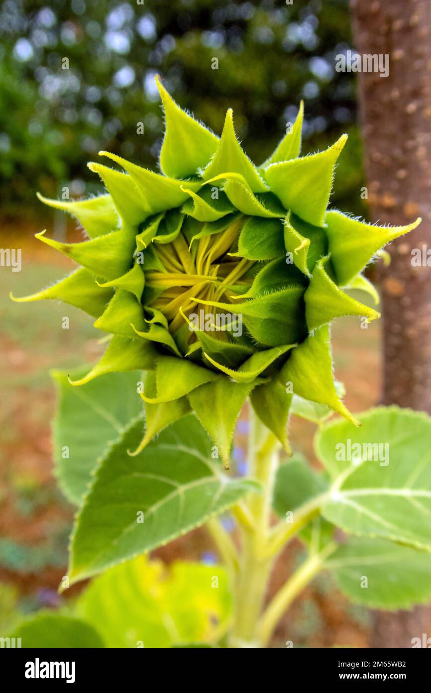 Ein Makrofoto einer Sonnenblume in einer Wachstumsstufe, das ein sternähnliches Aussehen darstellt. Die Pflanze scheint schüchtern zu sein und noch nicht bereit, mich zu enthüllen Stockfoto