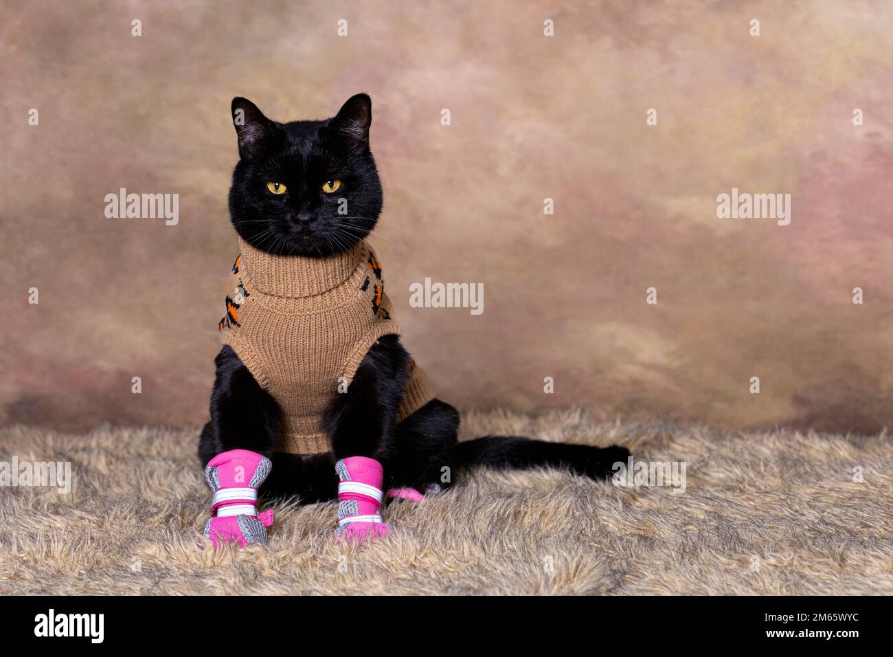 Schwarze Katze in beigefarbenem Rollkragenpullover Stockfoto