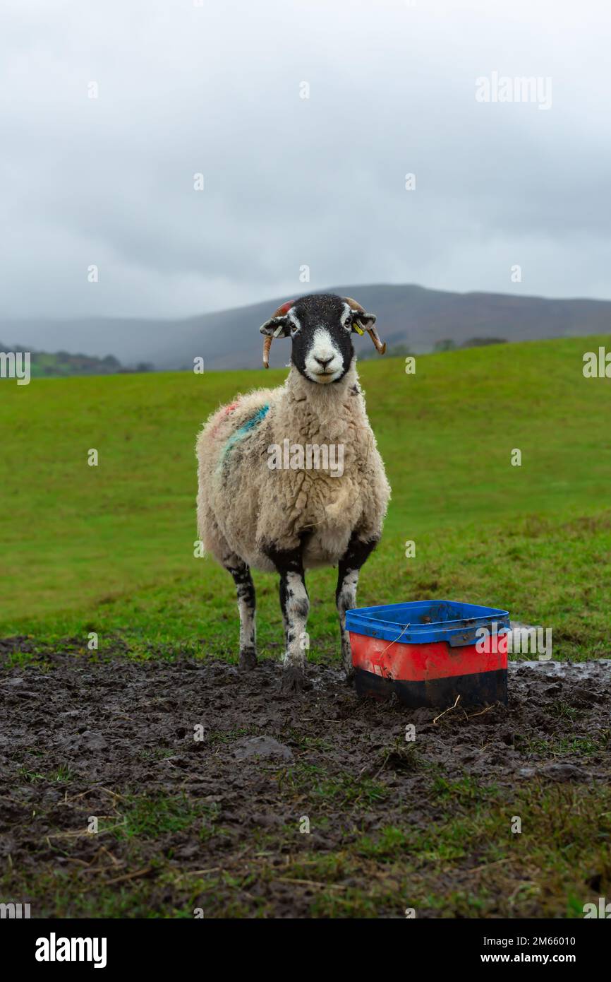 Porträt eines Swaledale-Schafes im Winter, vor der Kamera und stand auf einem schlammigen Feld mit Mineralfutterkiste. Platz zum Kopieren. Stockfoto