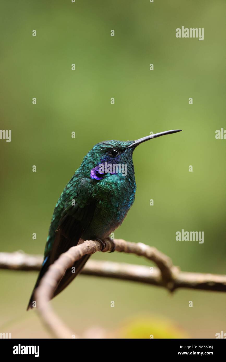 Violetear Kolibri sitzt auf einem kleinen Ast Stockfoto