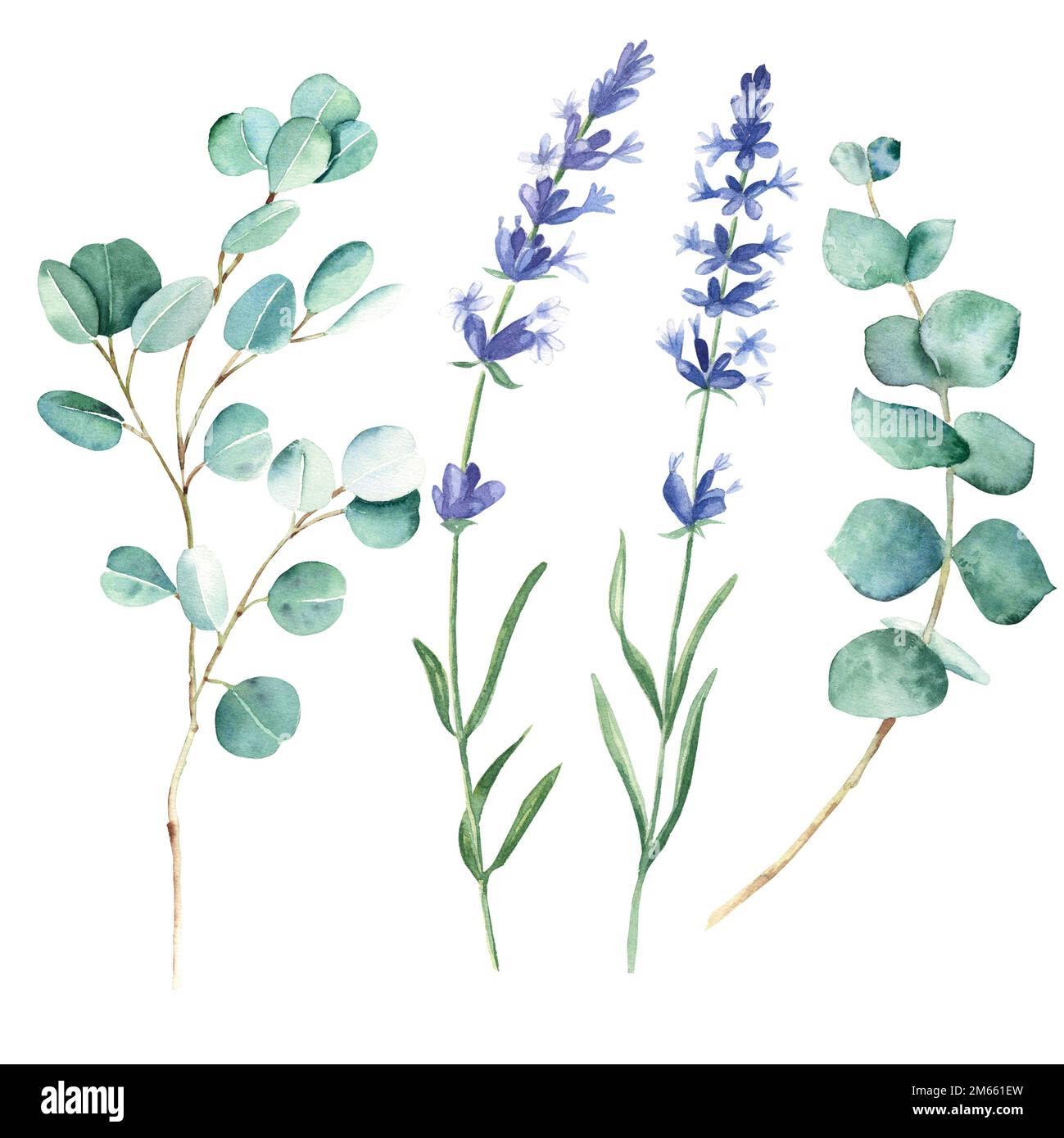 Lavendelblüten und Eukalyptus isoliert auf weißem Hintergrund. Handgezeichnete botanische Darstellung in Aquarell. Kann für Karten und Blumensträuße verwendet werden Stockfoto