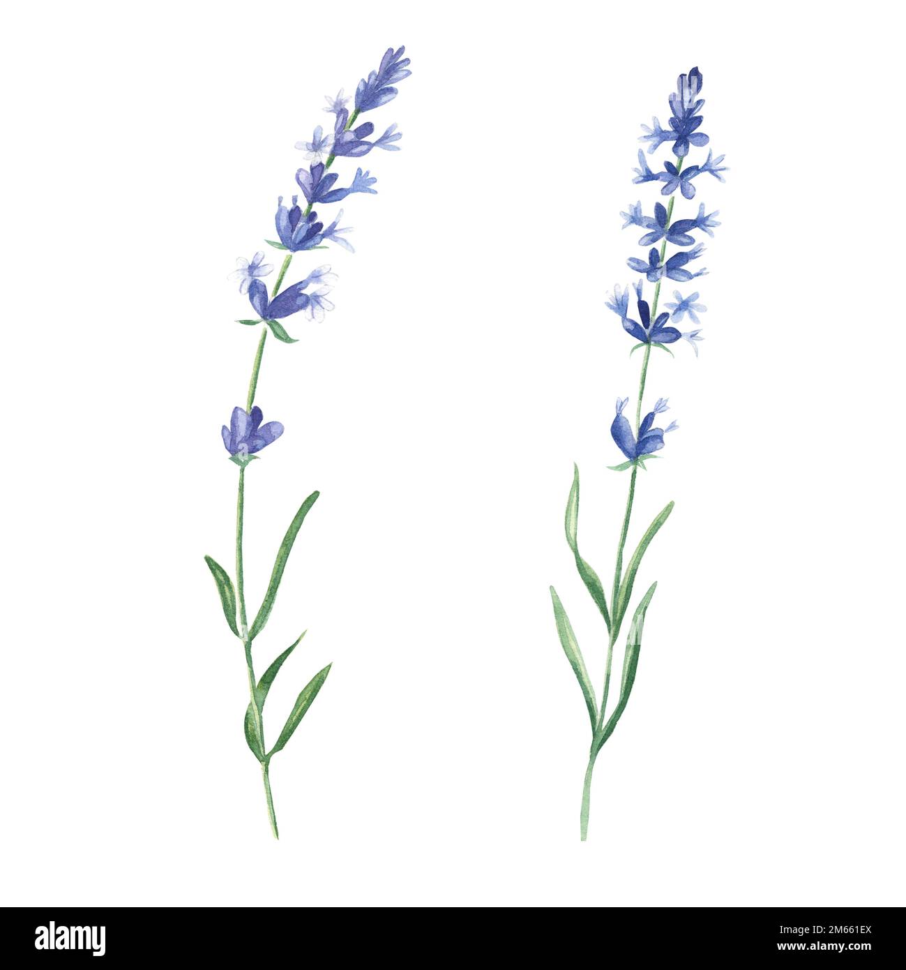 Lavendelblüten isoliert auf weißem Hintergrund. Handgezeichnete botanische Darstellung in Aquarell. Kann für Karten, Blumensträuße oder Textildrucke verwendet werden. Stockfoto