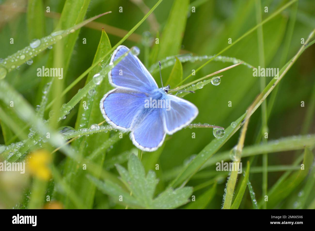 Blauer Schmetterling, Polyommatus ikarus, ruht auf Gras bedeckt mit Wassertropfen Stockfoto
