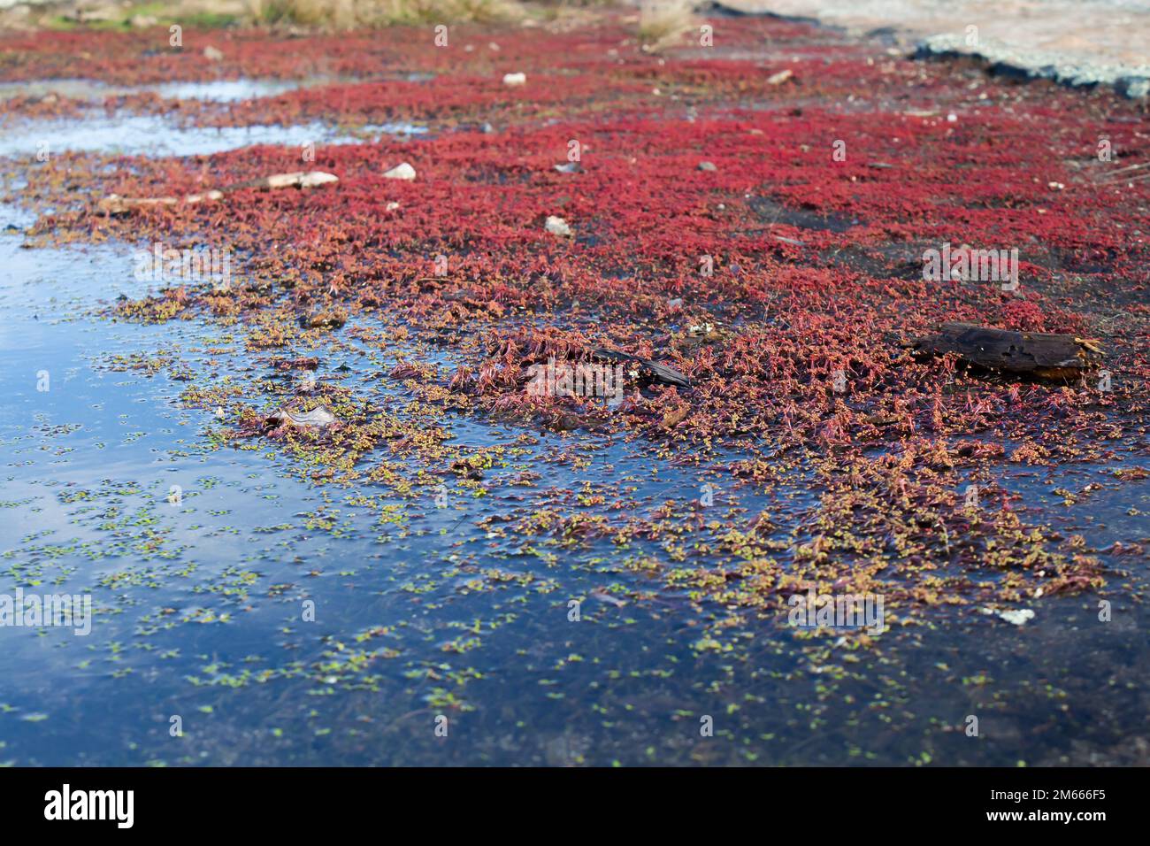 Leuchtend bunte Elfenorpine, Diamorpha Smallii in Atlanta, Georgia. (USA) Stockfoto