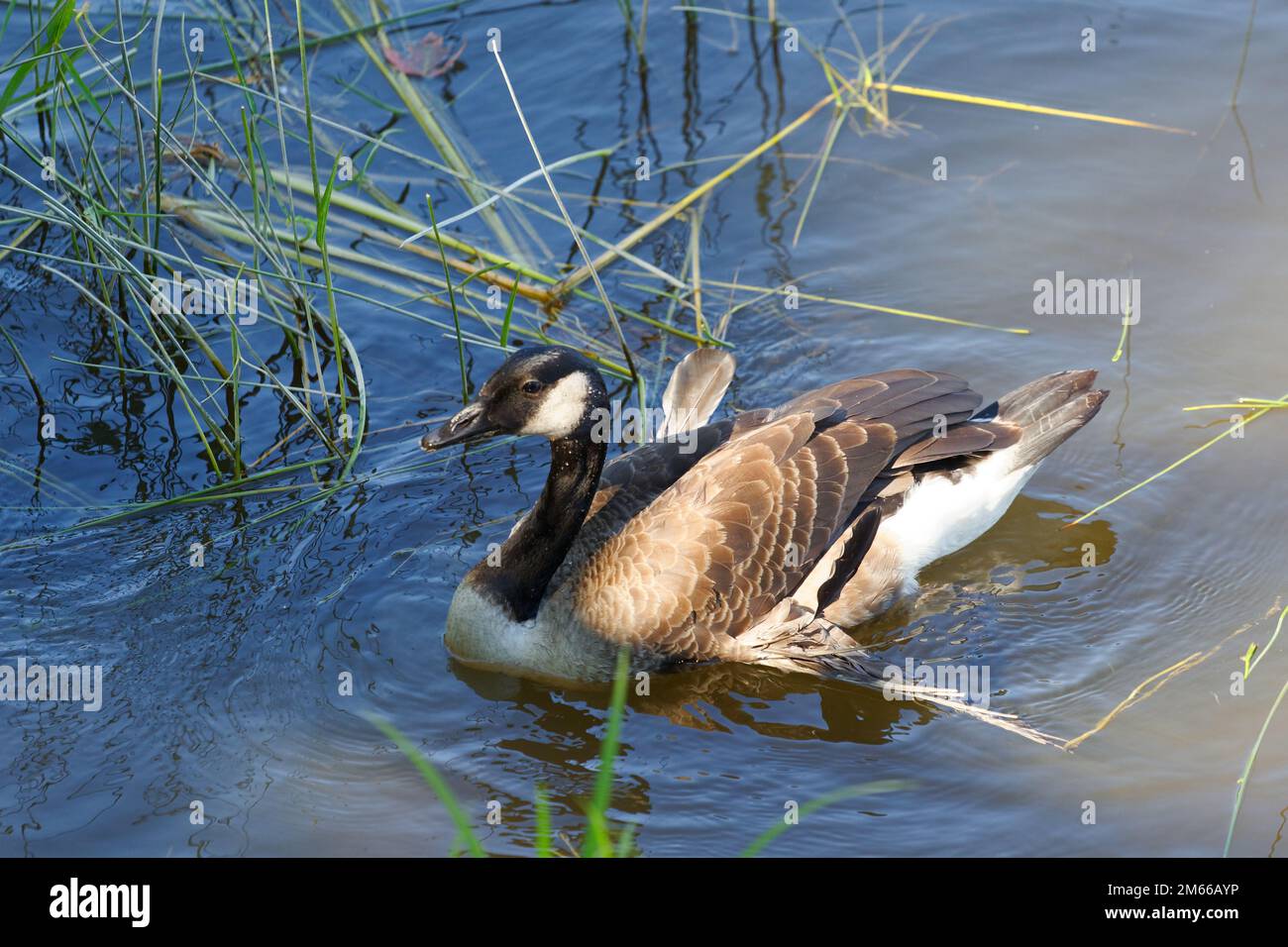 Junge Kanadagans mit gebrochenen Flügelfedern, die auf einem Teich schwimmen. Quebec, Kanada Stockfoto