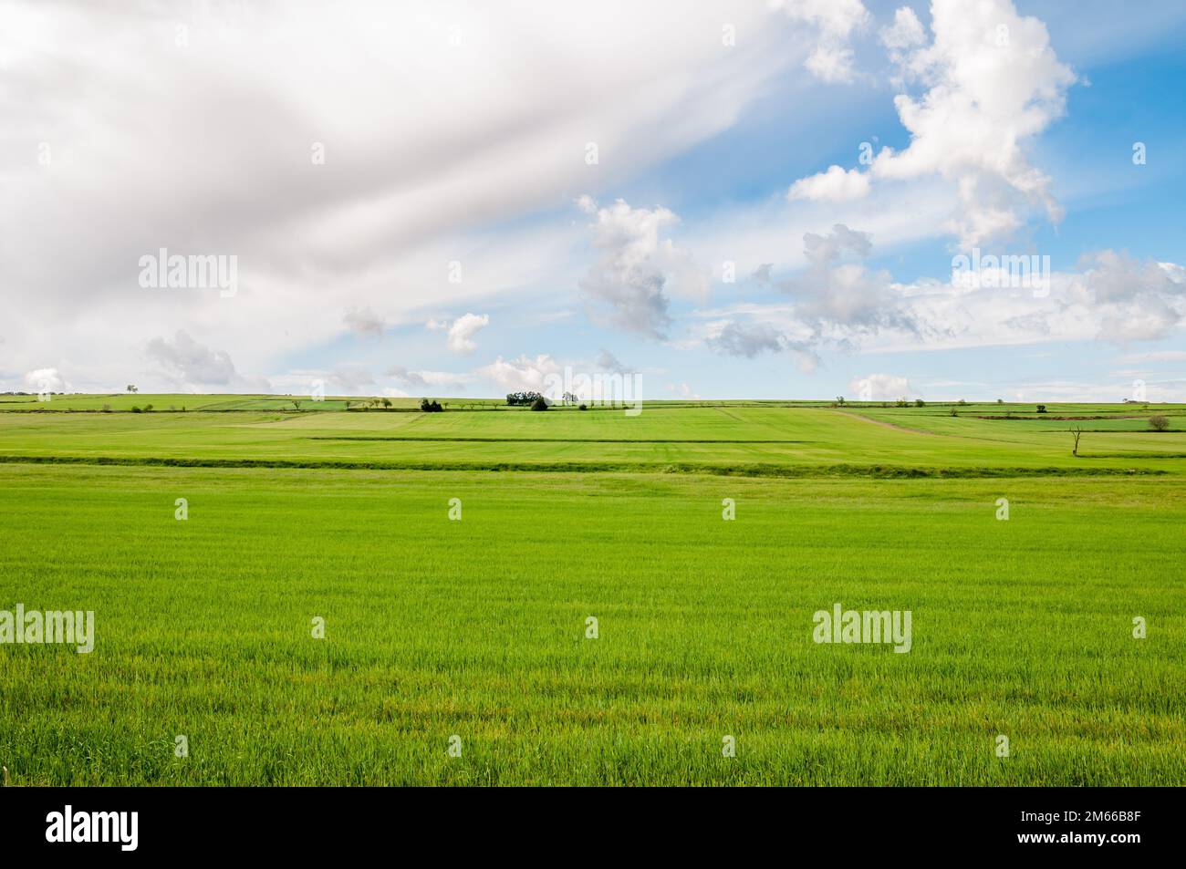 Landschaft, Grünfeld, Wolken und blauer Himmel, gesund, Montgai, Katalonien, Spanien Stockfoto