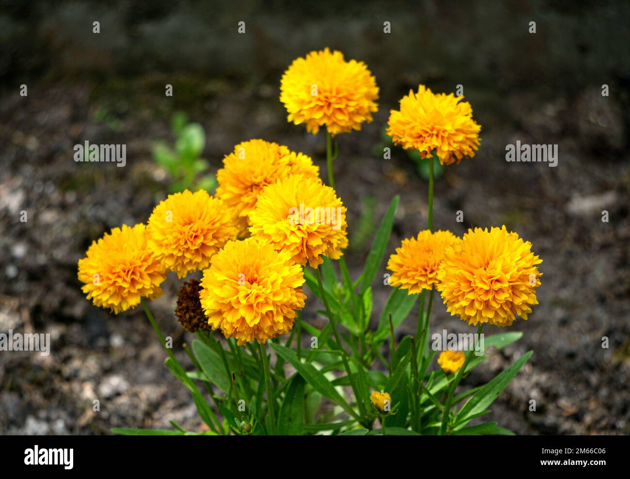 Kleine gelbe kugel Fotos und Bildmaterial in hoher Auflösung Alamy