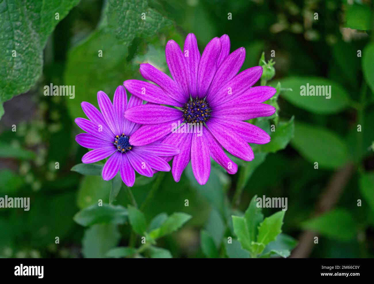 Wunderschöne lila Blumen, die den Gerberas in einem Blumengarten ähneln. Stockfoto