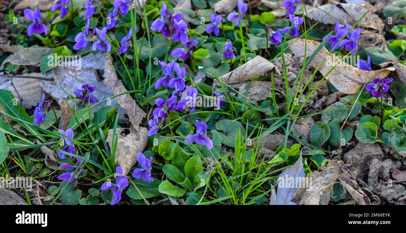 Süßes Violett oder englische Violette im Naturhintergrund Stockfoto