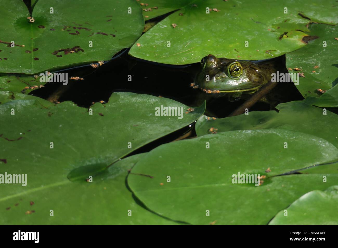 Ein grüner amerikanischer Bullenfrosch sitzt auf einem großen Seerosenpolster, umgeben von anderen Seerosenpolstern und schwimmender Vegetation in einem Teich. Stockfoto