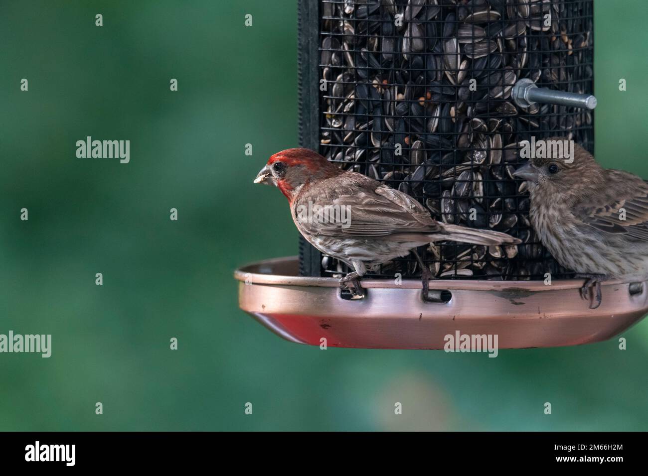 House Finch, Haemorhous mexicanus, weiblich, Sommerzucht auf Feeder in Laurentian, Quebec, Kanada Stockfoto