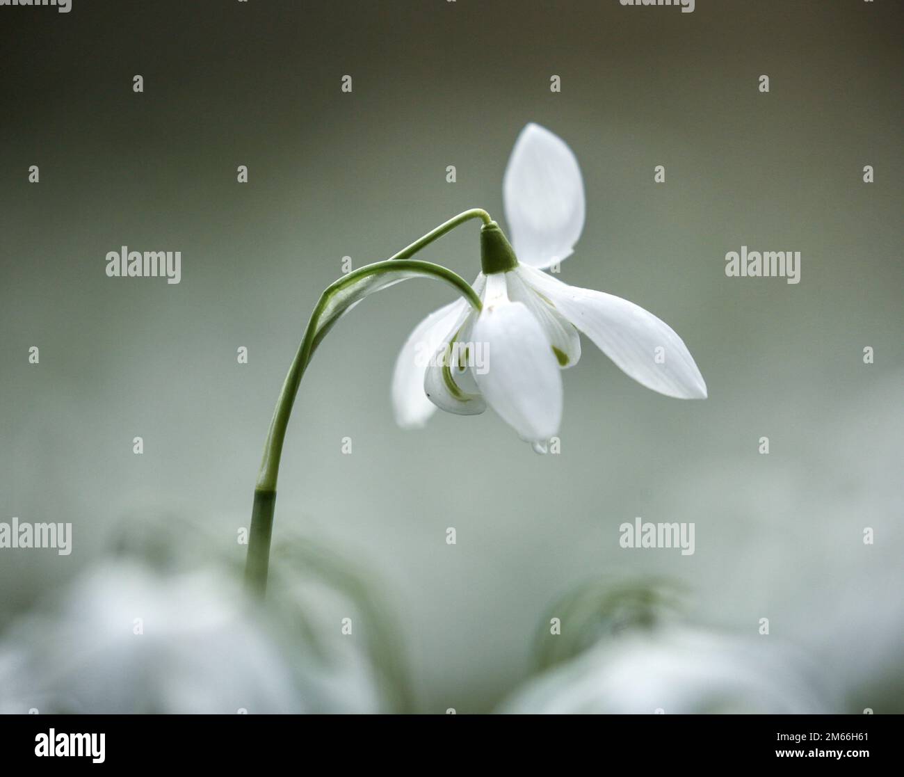 Snowdop Flowers, aus nächster Nähe, Blick aus einem tiefen Winkel auf einsame Snowdrop Flowers Stockfoto