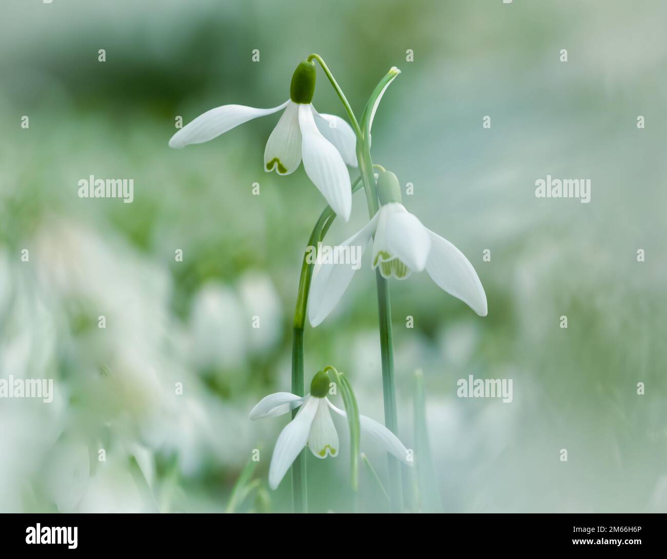 Snowdop Flowers, aus nächster Nähe, Blick aus einem tiefen Winkel auf einsame Snowdrop Flowers Stockfoto