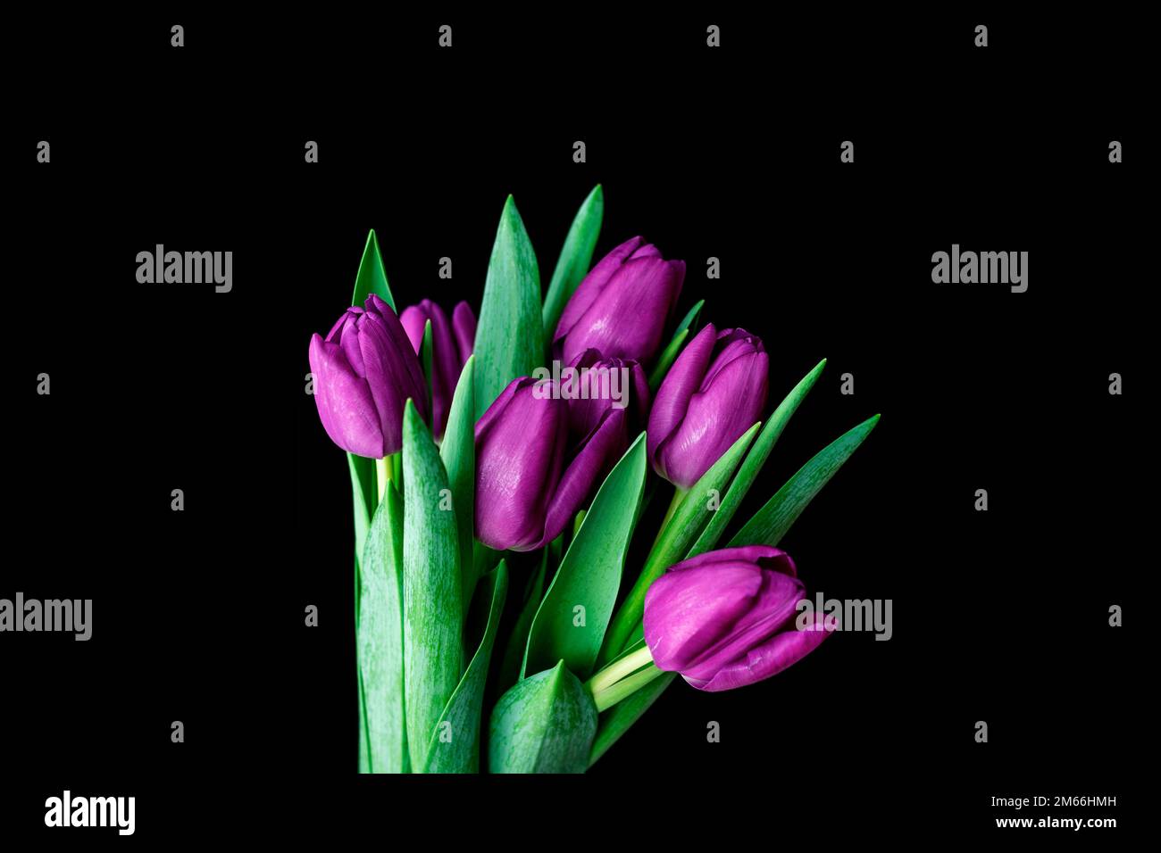 Ein Strauß lila Tulpen, isoliert auf schwarzem Hintergrund. Stockfoto