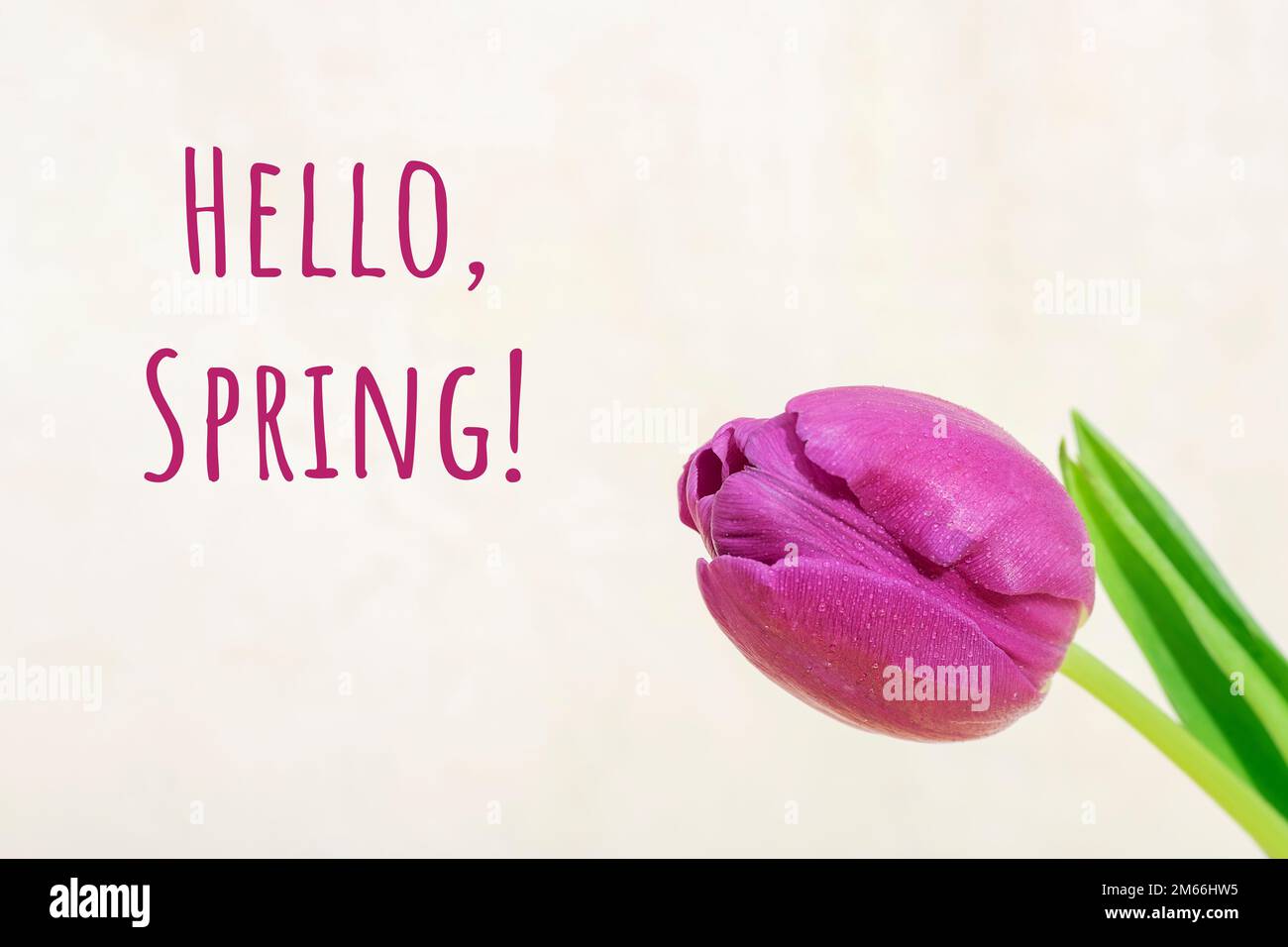 Rosa Tulpe und Worte Hallo, Frühling auf hellbeigem Hintergrund. Grußkarte. Stockfoto
