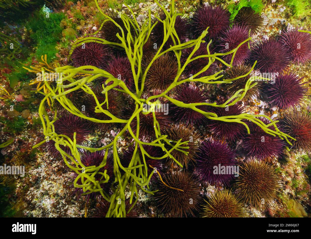Codium-Algen über Seeigel unter Wasser im Ozean, Ostatlantik, Spanien, Galicien Stockfoto