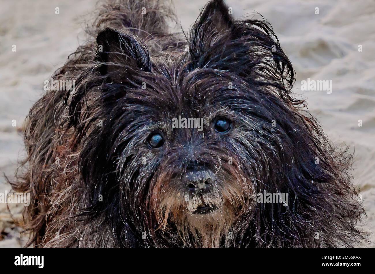 Ein Cairner Terrier spaziert am Neujahrstag am 1. Januar 2023 auf der Insel Dauphin, Alabama. Viele Hundebesitzer treffen Neujahrsvorsätze. Stockfoto