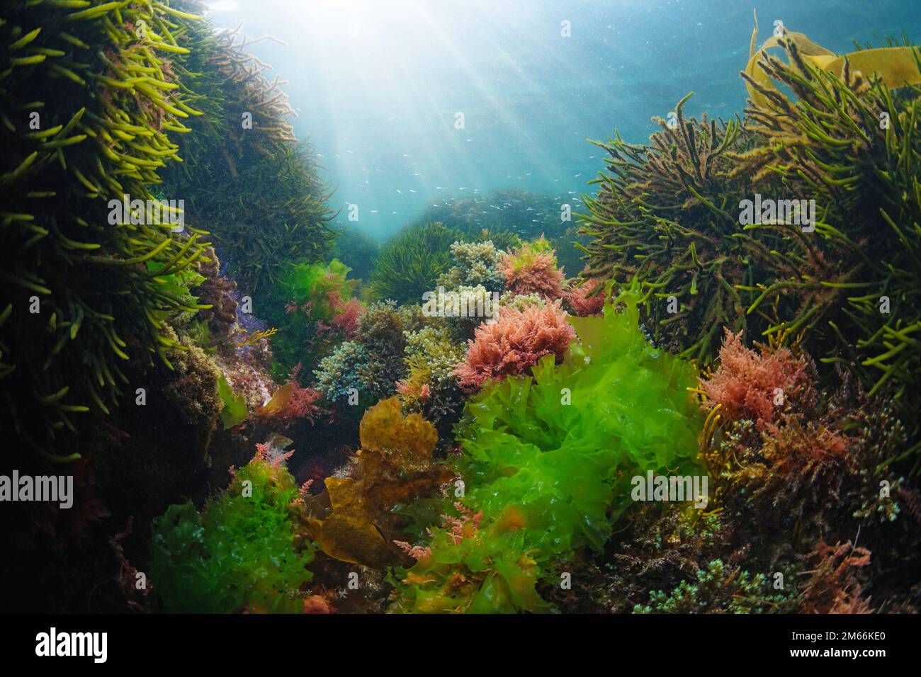 Verschiedene Algen unter Wasser im Ozean mit Sonnenlicht, Atlantik, Spanien, Galicien Stockfoto