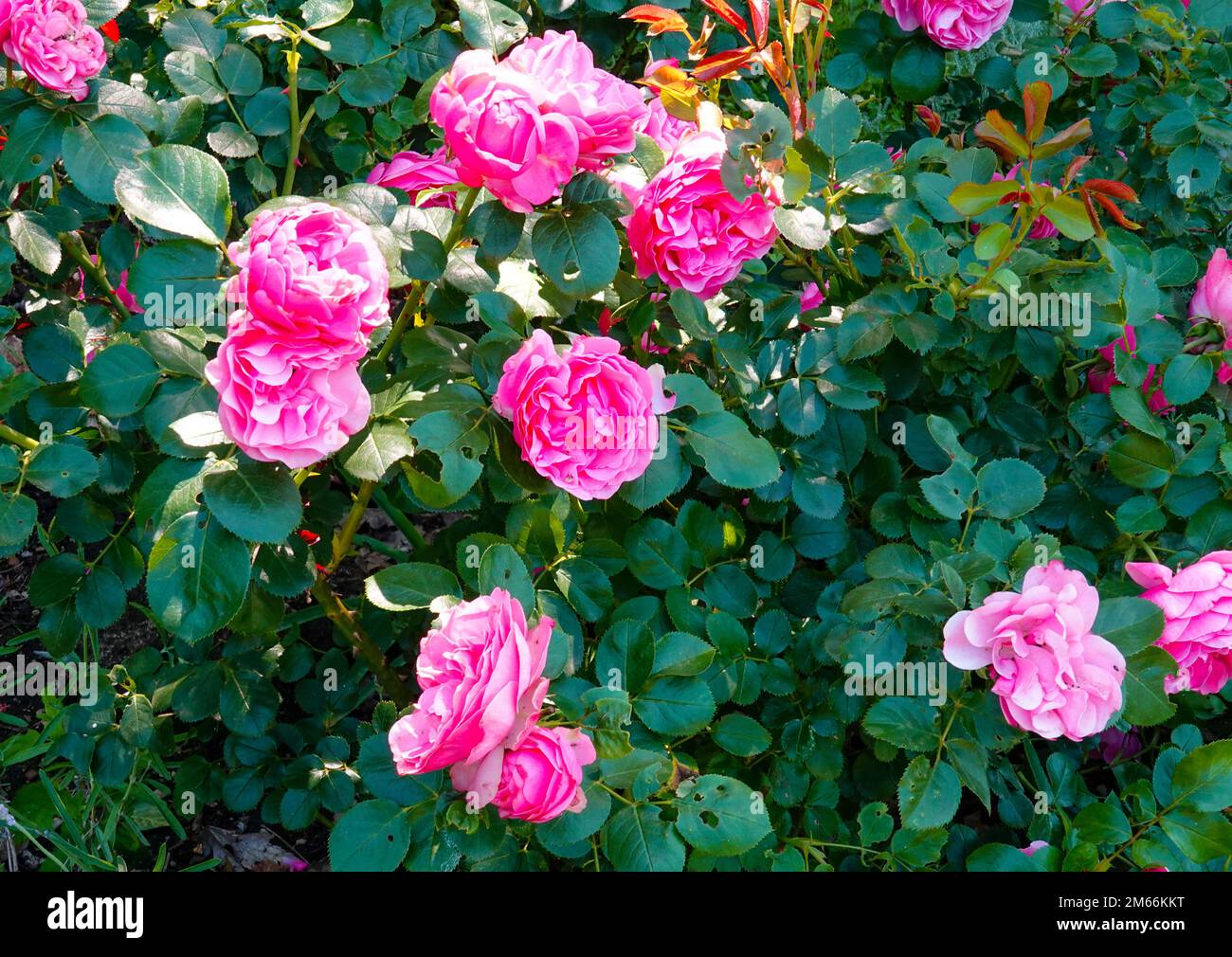 Da vinci blumen -Fotos und -Bildmaterial in hoher Auflösung – Alamy