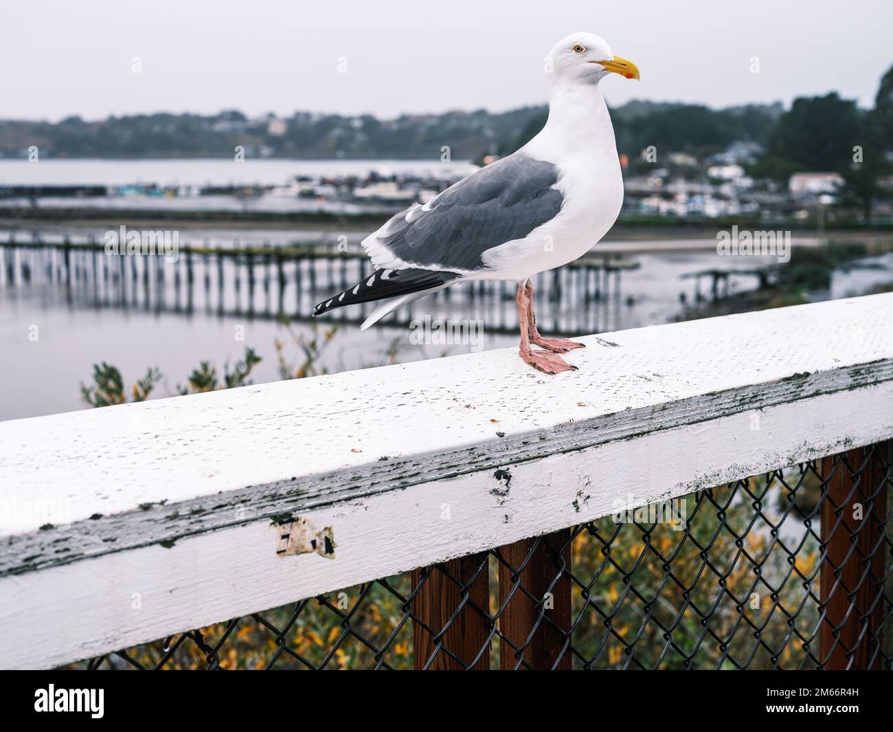 Pacific Seagull sitzt an Wintertagen am Zaun in Bodega Bay mit einem verfallenen Pier im Hintergrund, Kalifornien Stockfoto