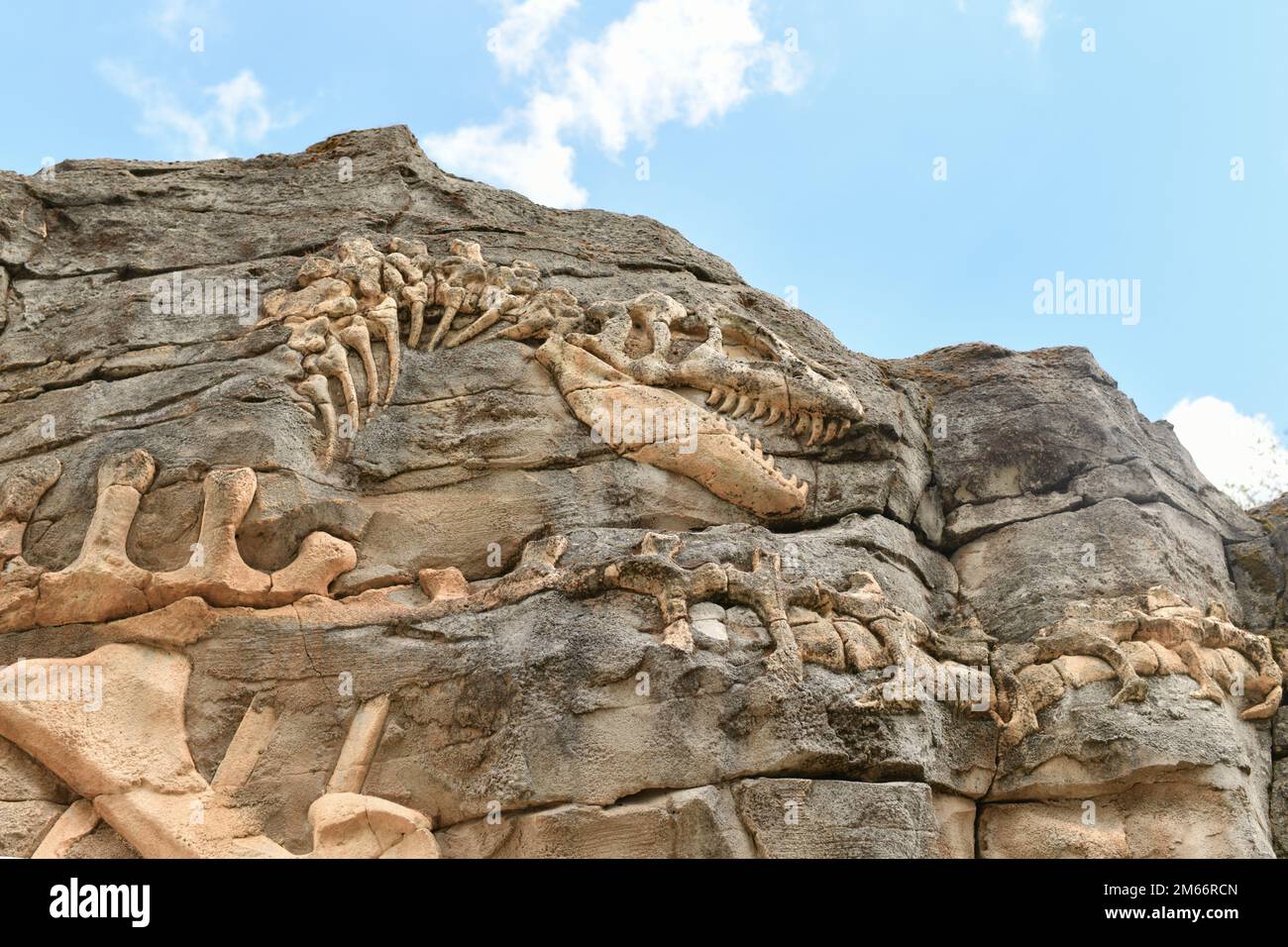 Die Knochen und der Körper eines Dinosauriers, der auf einem Felsen ausgegraben wurde Stockfoto