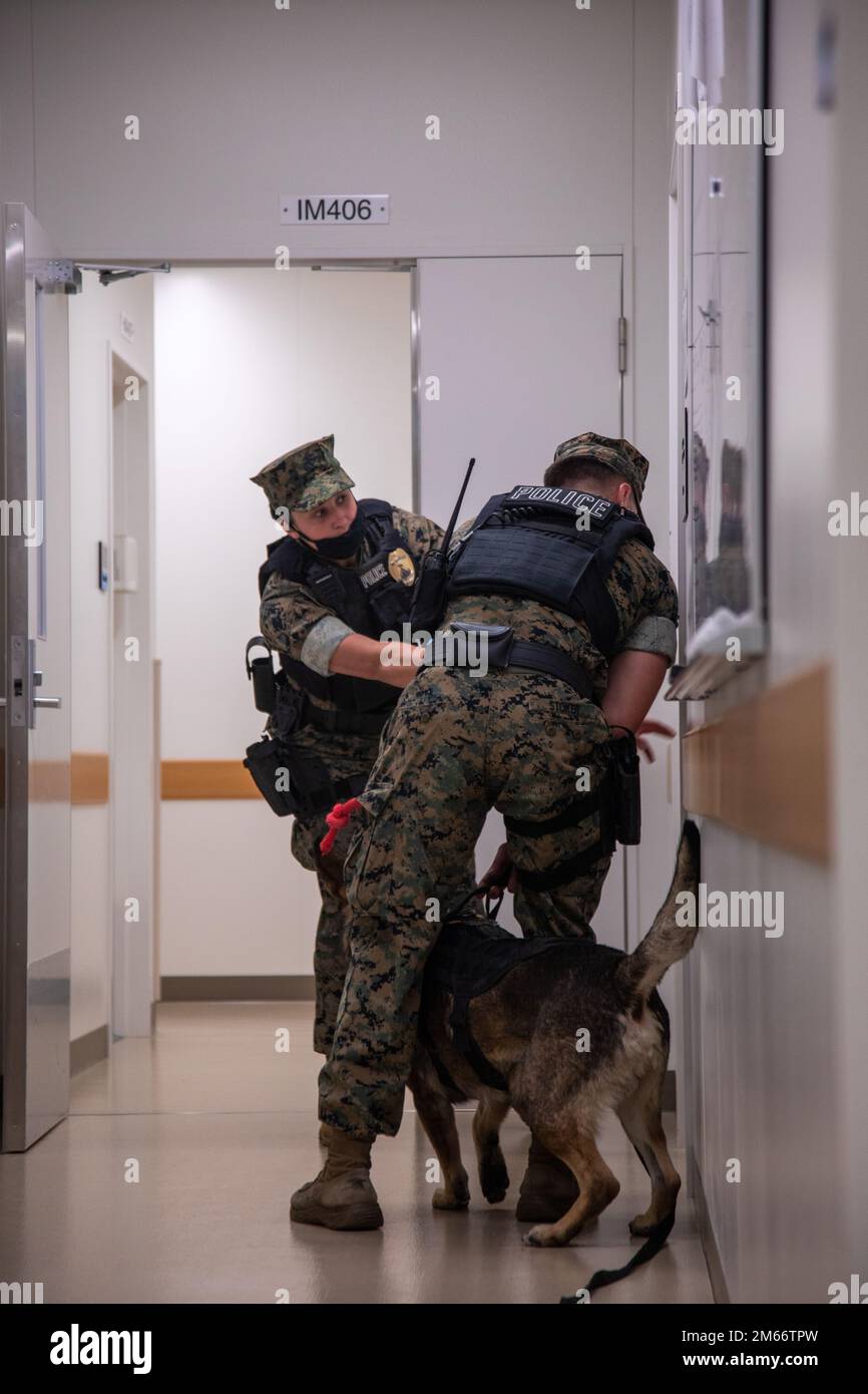 USA Marinekorps CPL. Maria Busson und CPL. Elijah Stoker, arbeitende Hundeführer im Büro des Marschalls des Marschalls des Marschalls des Marschalls des Marschalls des Marinekorps Iwakuni Provost (PMO), Bereiten Sie sich darauf vor, einen Raum zu betreten, der von ihrem arbeitenden Hund identifiziert wurde, während einer verbarrikadierten Übung in der Iwakuni Naval Family Branch Clinic in MCAS Iwakuni, Japan, 8. April 2022. Das Special Reaction Team und PMO arbeiten Seite an Seite, um Notfallübungen durchzuführen, um ihre Fähigkeiten zu erhalten und sich auf potenzielle reale Eventualitäten für die Installation vorzubereiten. Stockfoto