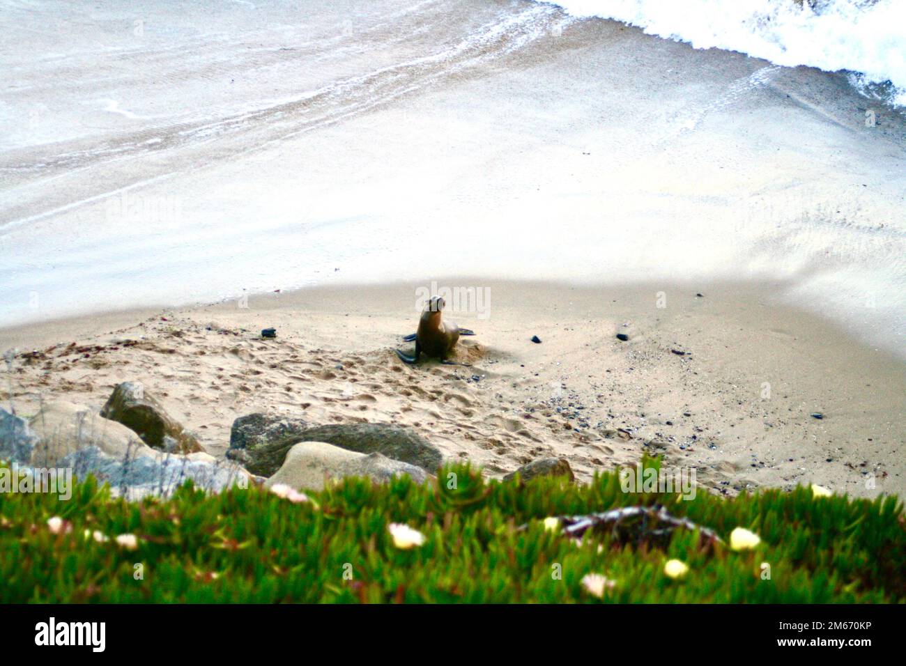 Seelöwen am Strand Stockfoto