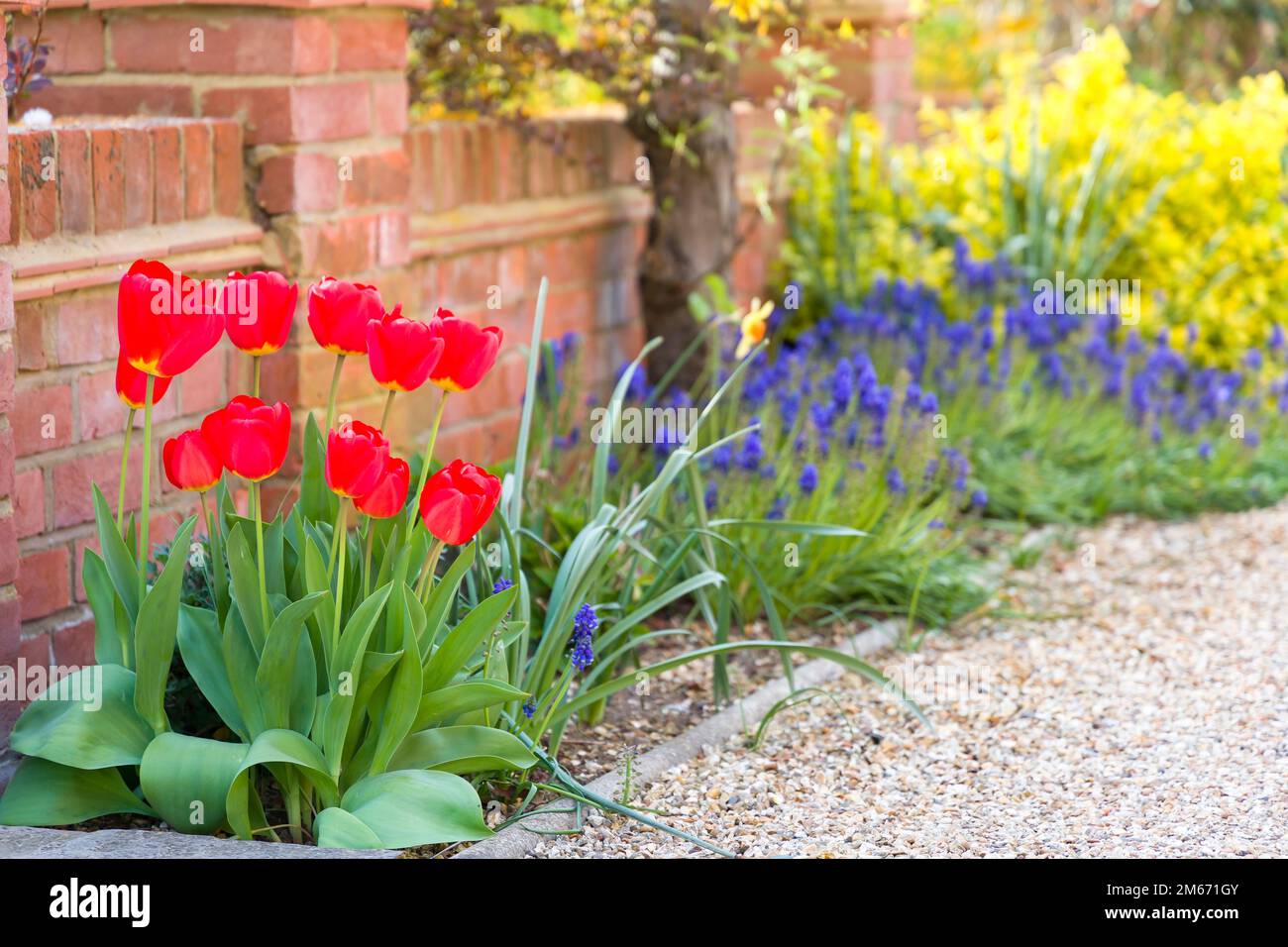 Rote Tulpenblüten im Frühling. Gartenblumenbeet oder Rand neben einer Schottereinfahrt, Großbritannien Stockfoto